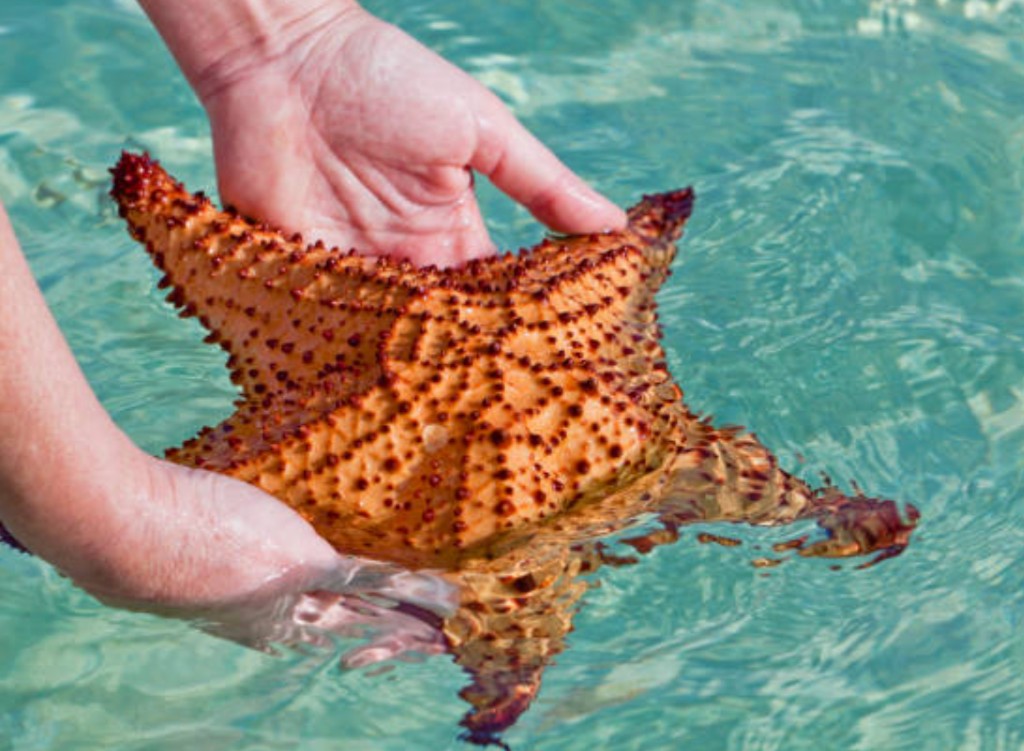Hands gently holding a large starfish in shallow clear turquoise water at Starfish Point Grand Cayman
